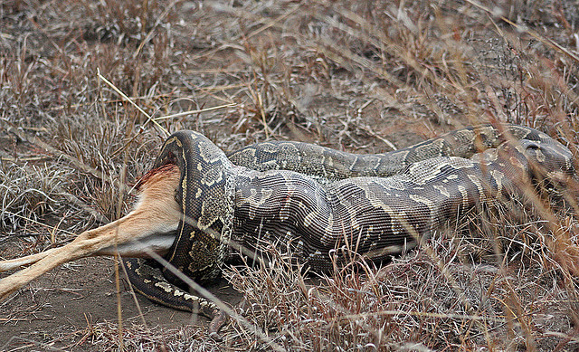 snake eating antelope