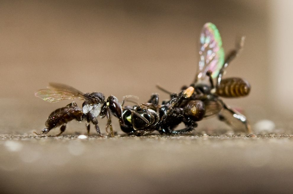 Bees Wage Surprisingly Violent Wars—And Females Do the Fighting