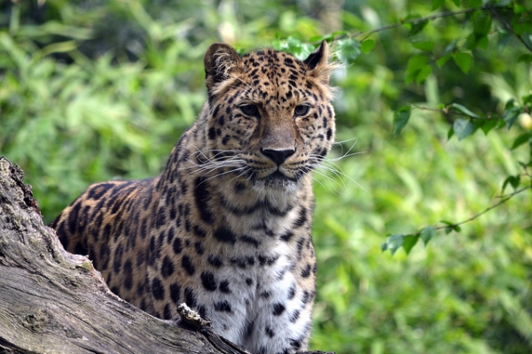Vanishing Creature . . . the Amur Leopard