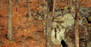 pic 3 (Amur Habitat)