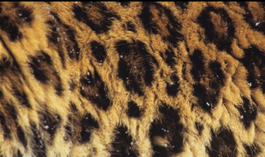 pic 4 (Amur Leopard precious skin)