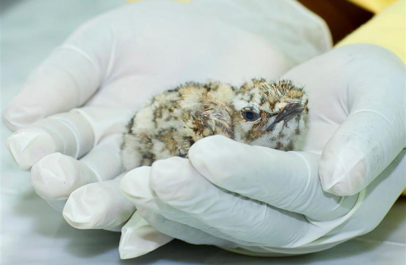 Houbara bustard conservation