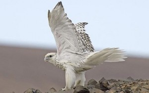 Gyrfalcon 2.jpg
