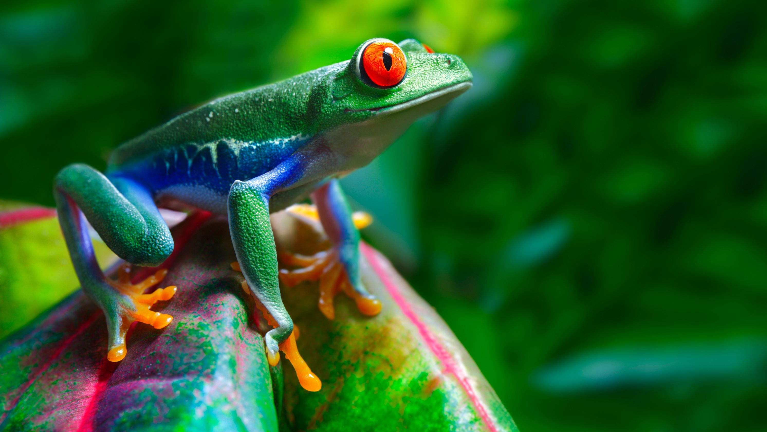 catastrophic fungus disease is killing frogs everywhere